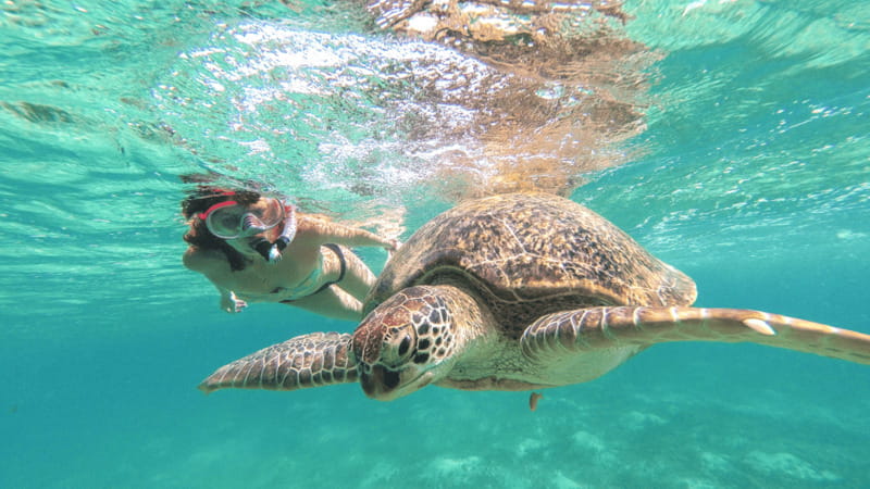 From Tulum: Tulum, Cenote and Turtle Swim Tour at Akumal - Starting from Starbucks Tulum DT