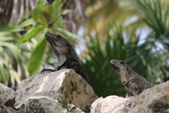 Full Day Guided Tour to Sian Ka'an (short way) - Five hours inside the Sian Ka’an Biosphere Reserve