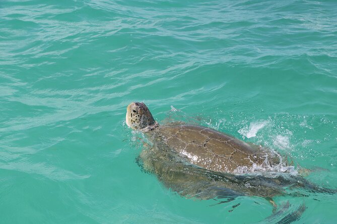 Full Day Guided Tour to Sian Ka'an (short way) - Leaving Playa del Carmen for the reserve