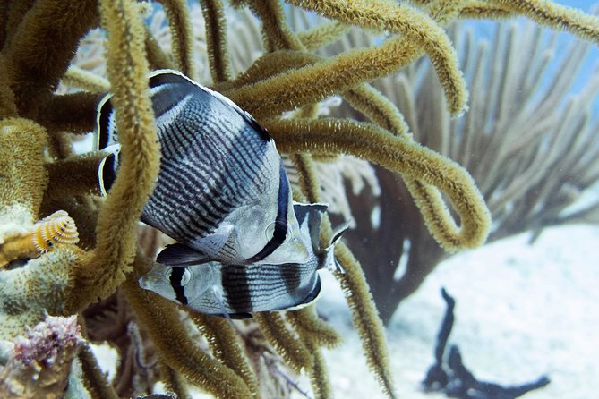 Full-Day Playa del Carmen Reef Diving Activity - The 10-minute ride to the reef