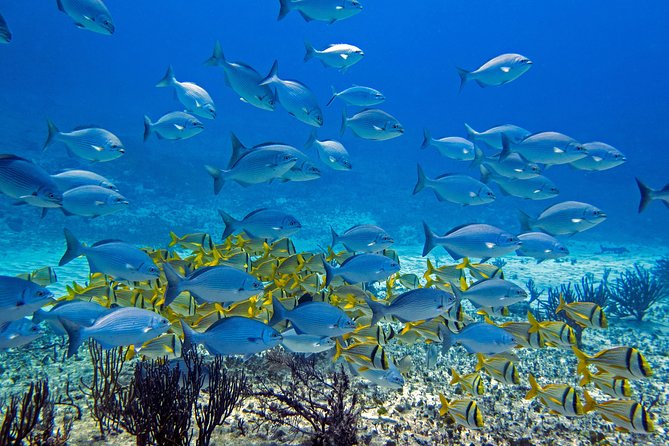 Full-Day Playa del Carmen Reef Diving Activity - Why the small instructor groups matter