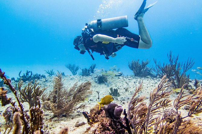 Full-Day Playa del Carmen Reef Diving Activity - Two shallow reef sessions near Playa del Carmen
