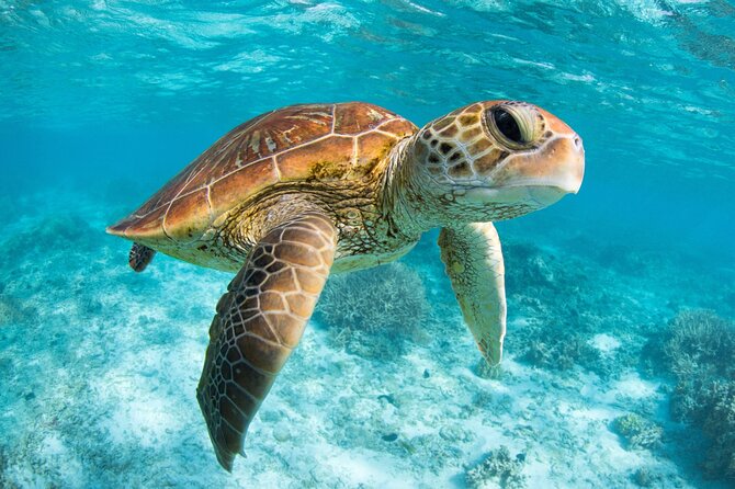 Full Day Tour to Tulum Cenote and Swim with Turtles in Akumal - What the $89 price really covers