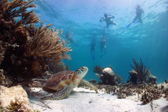 Full Day Tour to Tulum Cenote and Swim with Turtles in Akumal - Guides who shape the day