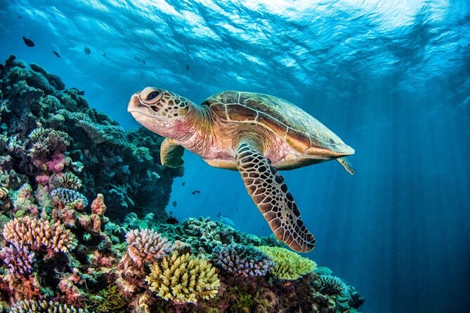 Full-dayTurtle Adventure: ATV, Zipline, Cenote & Turtle Swim - What the seven-hour day is really like