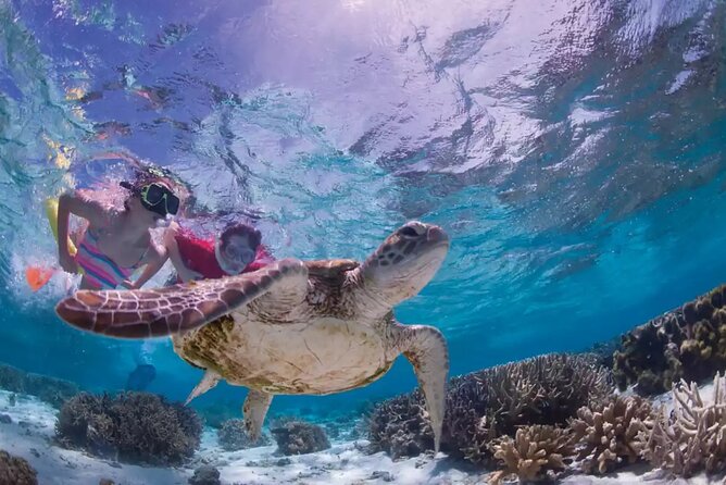 Full-dayTurtle Adventure: ATV, Zipline, Cenote & Turtle Swim - Three zip lines and a wall rappel
