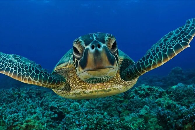 Full-dayTurtle Adventure: ATV, Zipline, Cenote & Turtle Swim - Swimming through an underground cenote