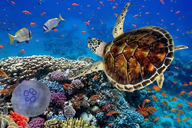 Full-dayTurtle Adventure: ATV, Zipline, Cenote & Turtle Swim - The 20-kilometer ATV ride