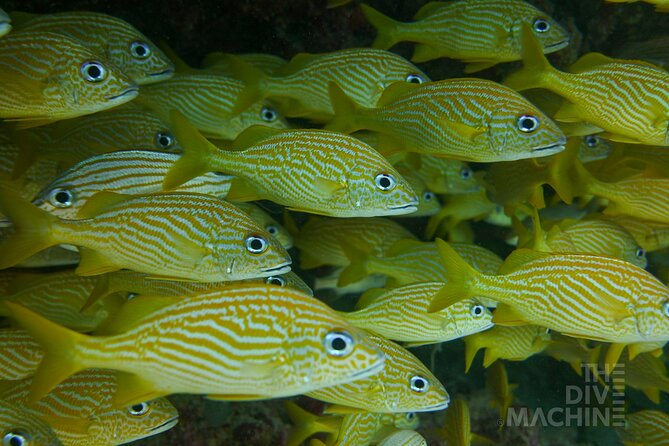 Fun Dive Machine in Playa del Carmen or Cozumel-For Certificates - Two reef choices, two different underwater days