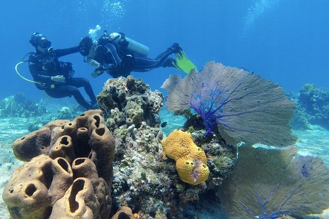 Fun Dive Machine in Playa del Carmen or Cozumel-For Certificates - Playa del Carmen reefs: the easygoing local option