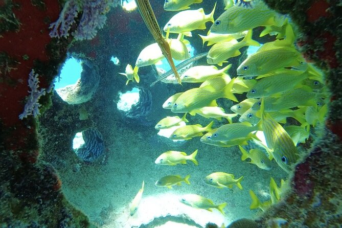 Fun Dive Machine in Playa del Carmen or Cozumel-For Certificates - Cozumel: clearer water and bigger reef scenery