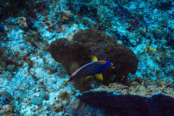 Fun Dive Machine in Playa del Carmen or Cozumel-For Certificates - Equipment, instruction, and comfort underwater
