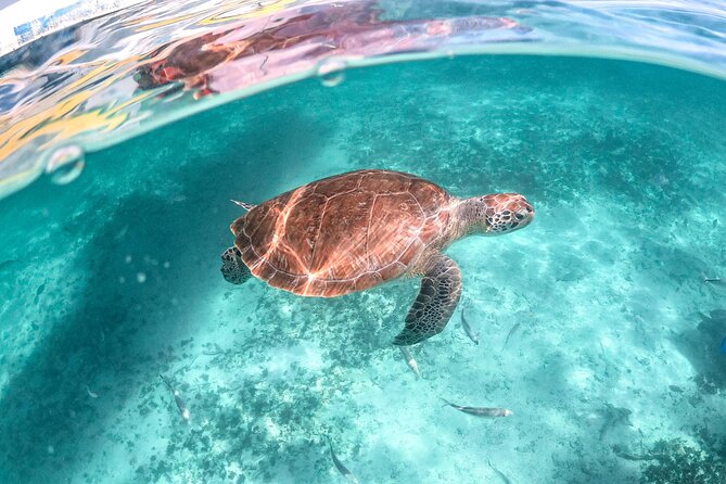 Half Day Akumal Beach Swim and Snorkel with Turtles Experience - Who will enjoy this Akumal outing?