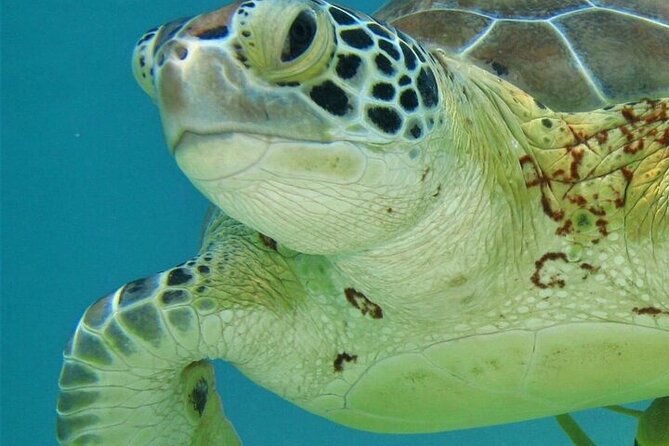 Half Day Akumal Beach Swim and Snorkel with Turtles Experience - The ride from Playa del Carmen to Akumal