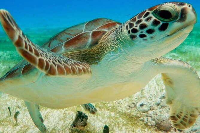 Half Day Private Snorkeling with Turtles and Majestic Cenotes - Key points at a glance