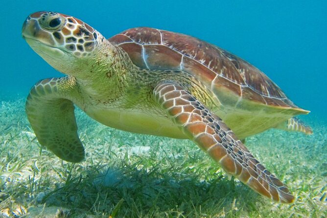 Half Day Private Snorkeling with Turtles and Majestic Cenotes - Two sides of the Riviera Maya in four hours