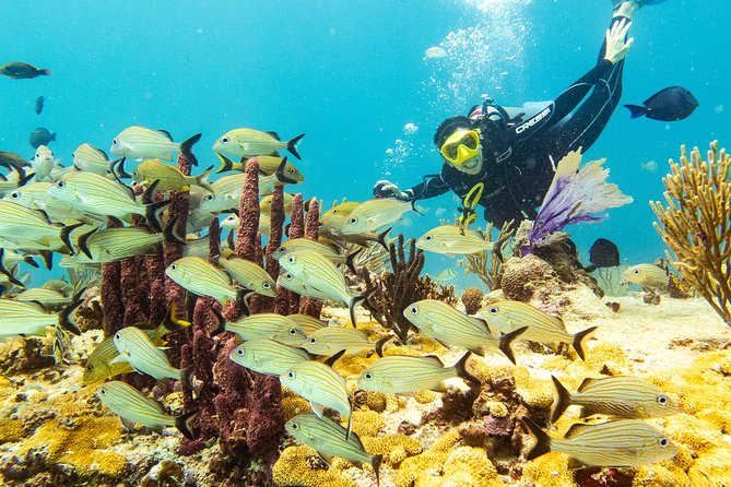 Half-Day Scuba Diving in Playa del Carmen for Small-Group - Two reefs and a small boat crew