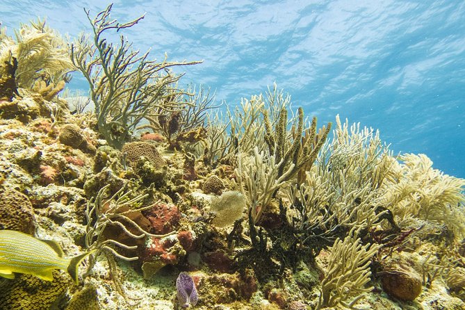 Half-Day Scuba Diving in Playa del Carmen for Small-Group - Walking through the waves to the boat