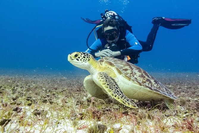 Half-Day Scuba Diving in Playa del Carmen for Small-Group - Is $100 a fair price?