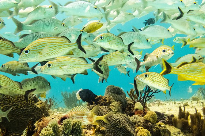 Half-Day Scuba Diving in Playa del Carmen for Small-Group - Choosing the right departure time