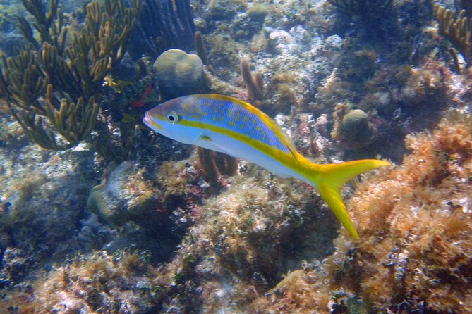 Half-Day Tour Discovering Sian Ka´an with Lunch - Lunch near the cenote and lagoon