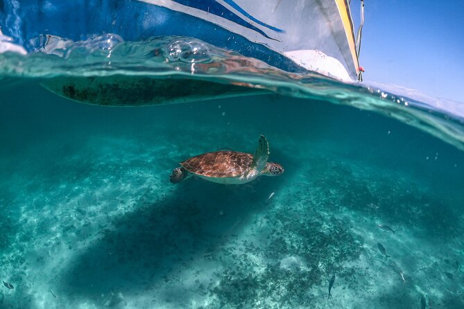 Half-day Tour Sea Turtles Encounter in Akumal Bay - Entering the water with sea turtles