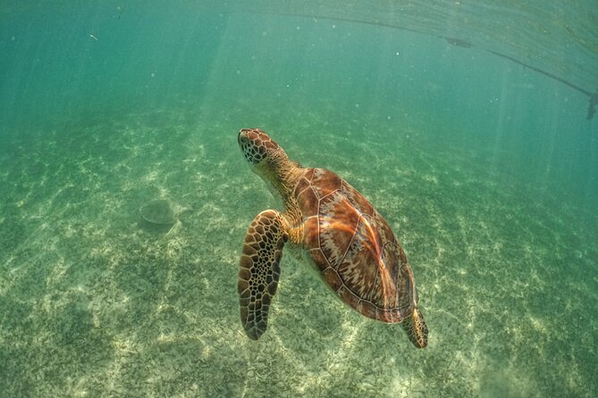 Half-day Tour Sea Turtles Encounter in Akumal Bay - Who will enjoy this most