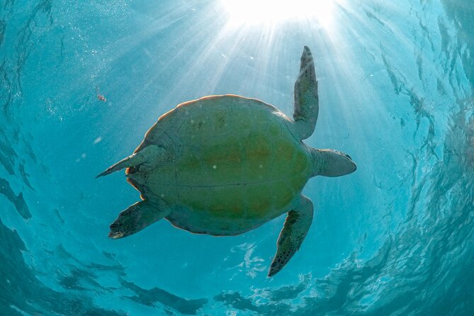 Half-day Tour Sea Turtles Encounter in Akumal Bay - Reaching Akumal from Playa del Carmen
