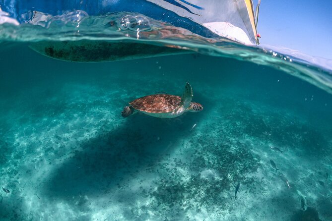 Half Day Tour: Turtles Encounter in Akumal Beach - Key Points at a Glance