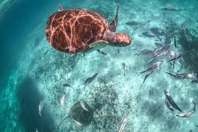 Half Day Tour: Turtles Encounter in Akumal Beach - Why Akumal Beach Makes This Half-Day Trip Special
