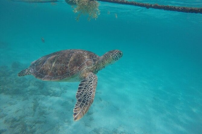 Half Day Tour: Turtles Encounter in Akumal Beach - Beach Time After the Turtles