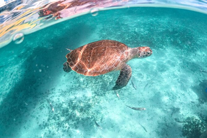Half Day Tour: Turtles Encounter in Akumal Beach - Should You Book the Akumal Turtle Encounter?