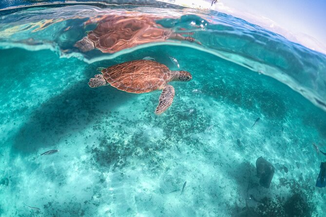 Half Day Tour: Turtles Encounter in Akumal Beach - The Guided Snorkeling Session at Akumal