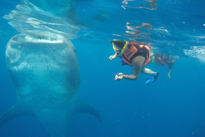 Half Day Whale Shark Tour From Playa del Carmen - Key points to know before you book