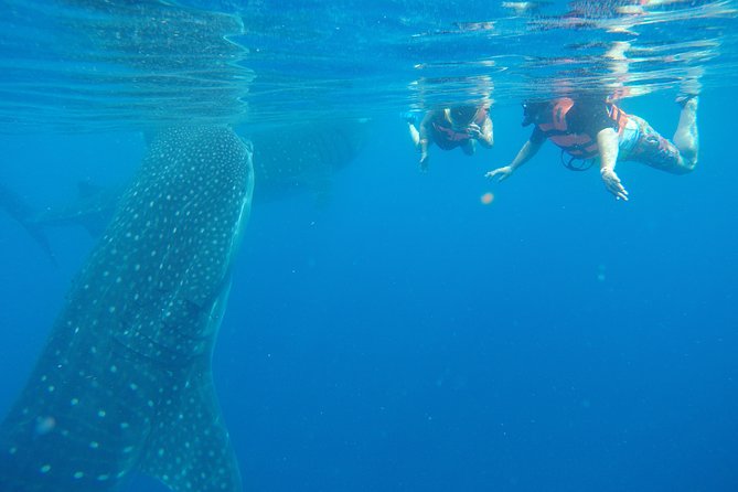 Half Day Whale Shark Tour From Playa del Carmen - Why this whale shark trip is worth considering