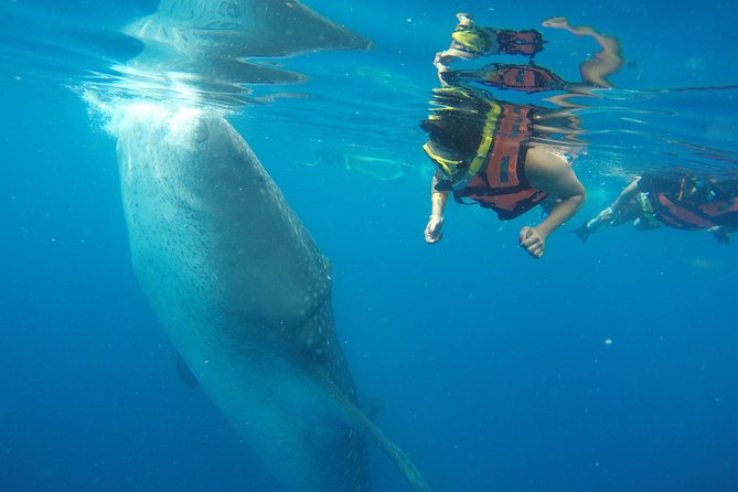 Half Day Whale Shark Tour From Playa del Carmen - Punta Sam and the boat departure