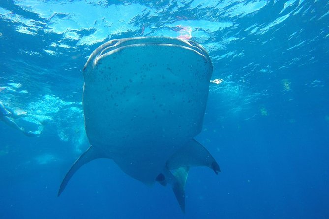 Half Day Whale Shark Tour From Playa del Carmen - Searching for whale sharks near Isla Contoy