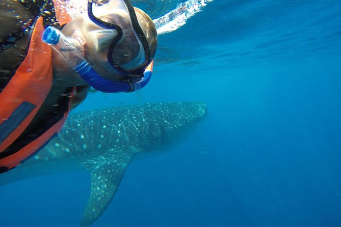 Half Day Whale Shark Tour From Playa del Carmen - The boat ride, food, and time between sightings