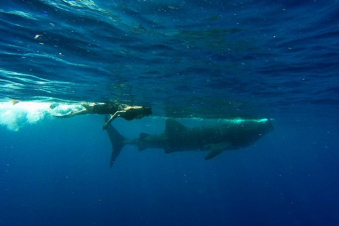 Half Day Whale Shark Tour From Playa del Carmen - Playa Norte on Isla Mujeres