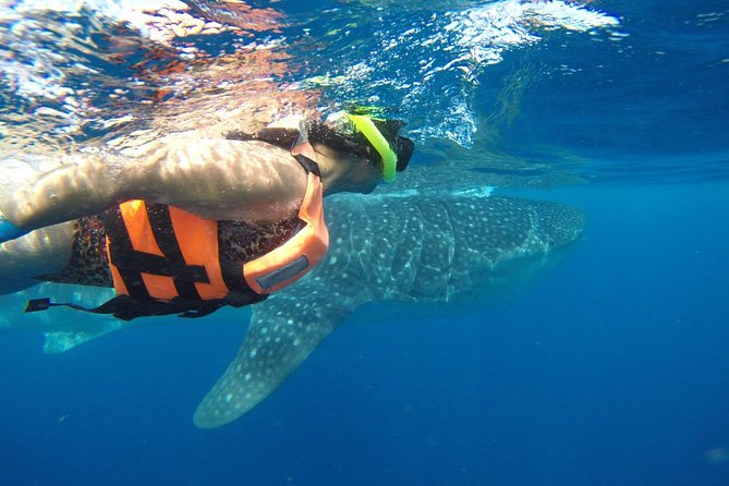Half Day Whale Shark Tour From Playa del Carmen - What the $185 price really covers