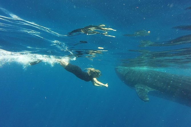 Half Day Whale Shark Tour From Playa del Carmen - Who will enjoy this outing most