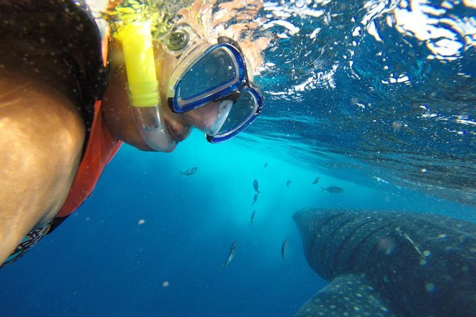 Half Day Whale Shark Tour From Playa del Carmen - The early start from Playa del Carmen