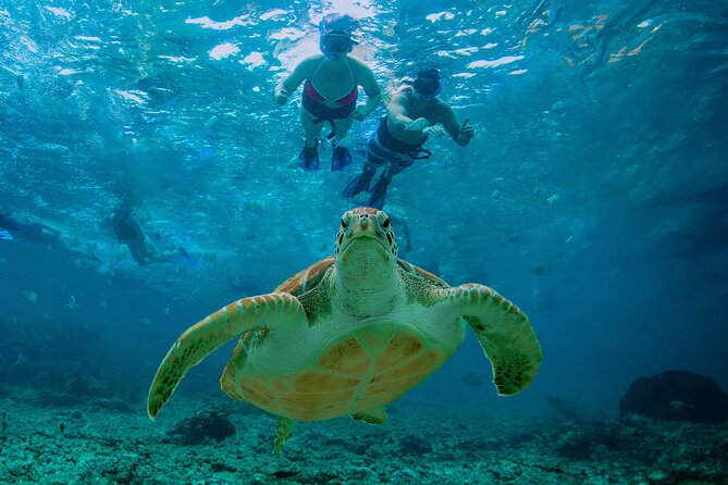 Hidden Cenote Swim: Snorkeling, Sea Turtles and Beachside Lunch - Akumal and the turtle swim