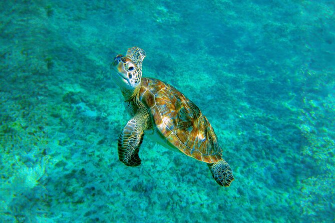 Hidden Cenote Swim: Snorkeling, Sea Turtles and Beachside Lunch - The real issue is transport time