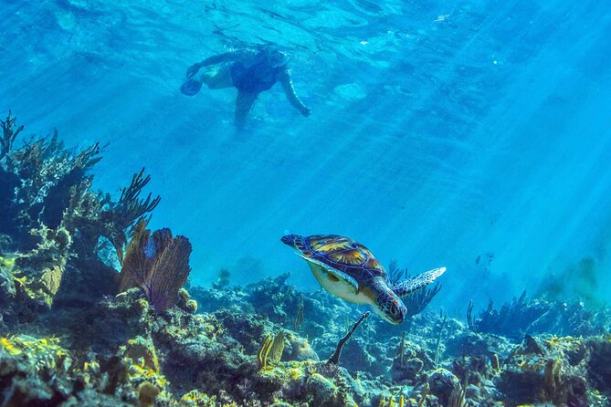 Hidden Cenote Swim: Snorkeling, Sea Turtles and Beachside Lunch - Who will enjoy this day most