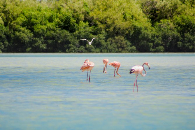 Holbox Island Tour in Mexico with Lunch - Guides and the language question