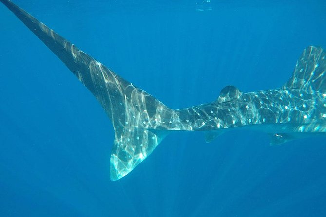 Isla Mujeres Deluxe (boat, Snorkeling, Free Time At Isla Mujeres Downtown-food) - What the ride and pickup arrangement mean