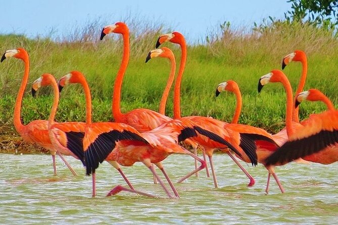 Las Coloradas & Rio Lagartos Biosphere! Transportation from Playa Del Carmen - Why Las Coloradas is worth the long ride