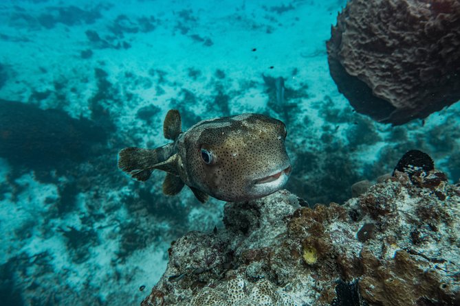 Local Dive in Playa del Carmen - Guides who keep the mood calm and professional