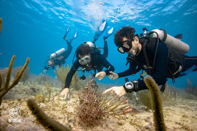 Local Dive in Playa del Carmen - Is $155 a fair price?